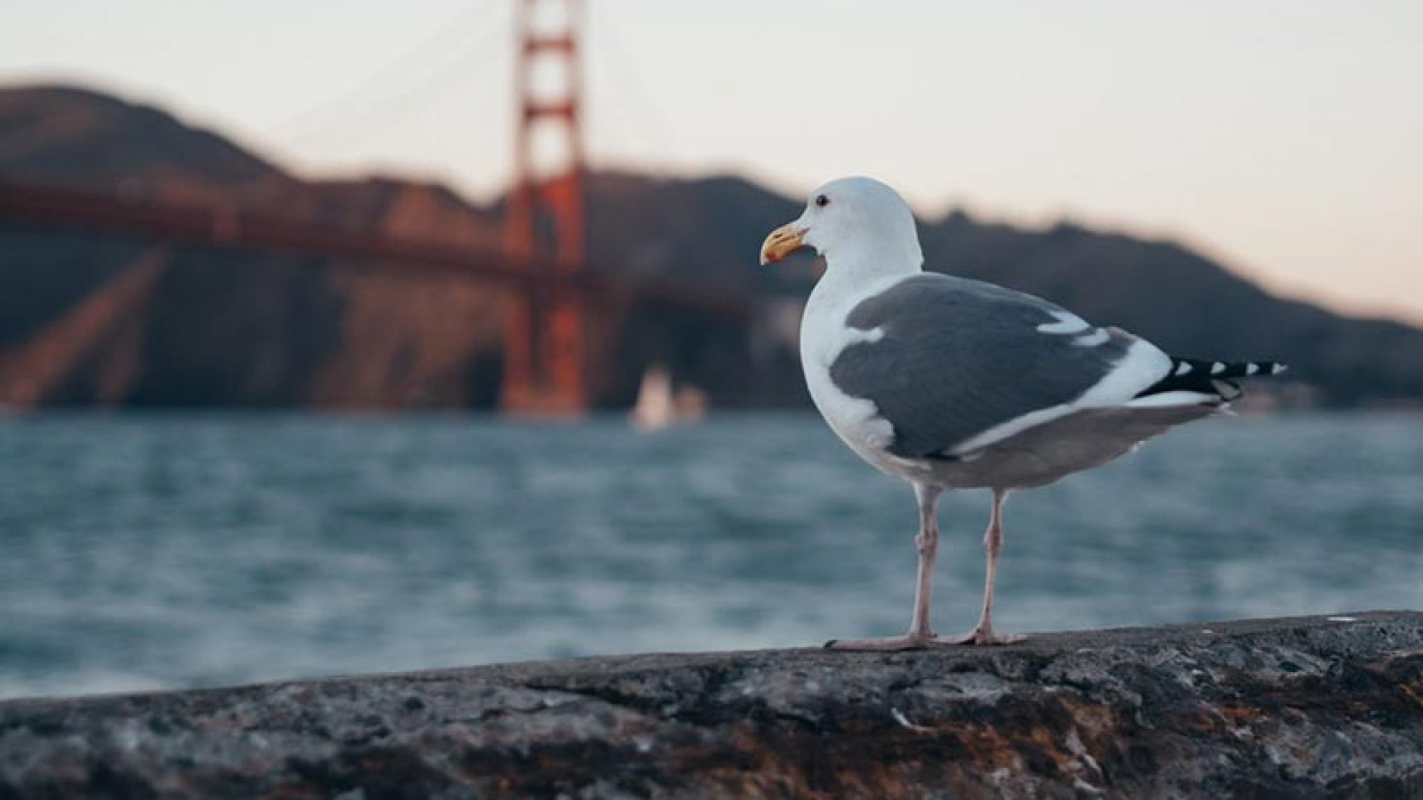 photo-1502630859934-b3b41d18206c